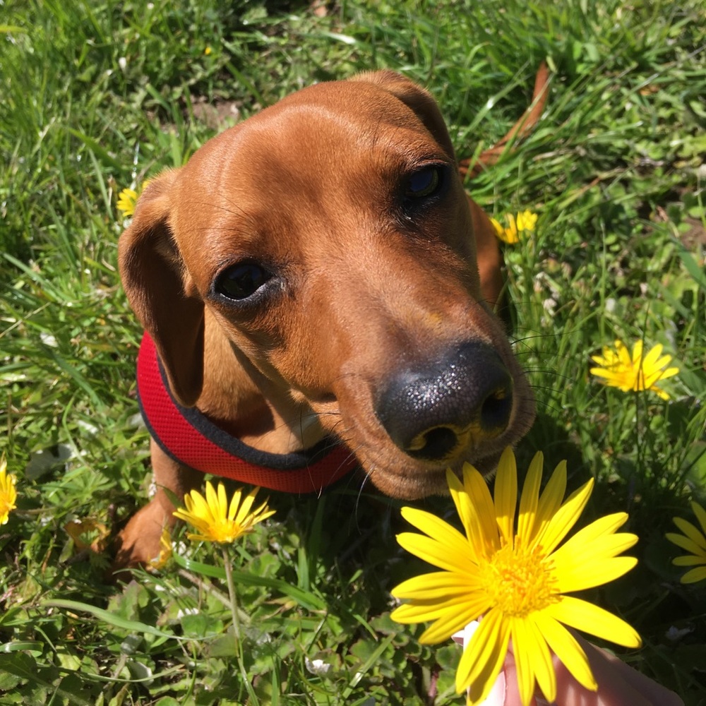 Meet your Posher, Rosie